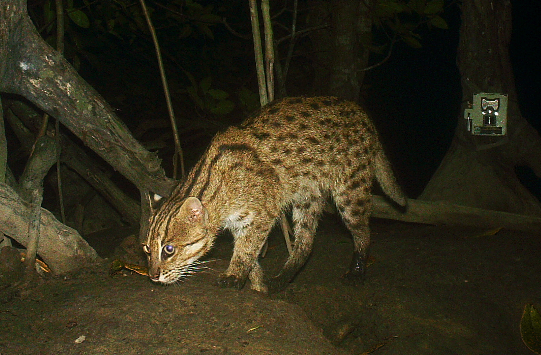 Fishing cat sniffing.